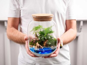 Beach Themed Terrarium Kit | 'Dominica', 5 of 12