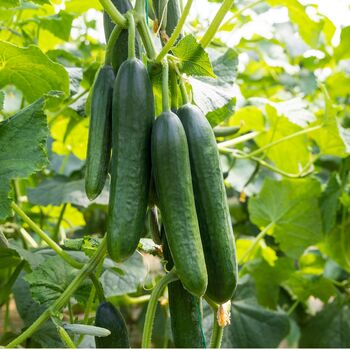 Vegetable Plants Cucumber 'Femspot' Large Plug Plant Packs, 2 of 6