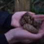 Forest Bathing In Liverpool: Your Journey Into Nature, thumbnail 4 of 8