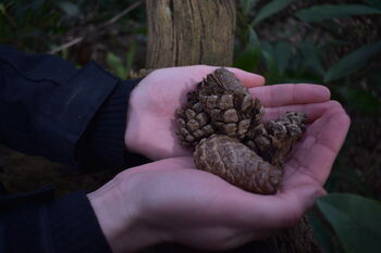 Forest Bathing In Liverpool: Your Journey Into Nature, 4 of 8