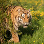 Wildlife Photography Experience At Yorkshire Wildlife Park, thumbnail 1 of 3