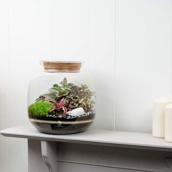 Diy Terrarium Kit With Plants | 'Malaga', 2 of 12