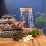 Small Diy Moss Terrarium Kit Glass Biodome With Live Plants, thumbnail 2 of 4