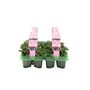 Cyclamen Pink6 Pack X2– 12 Hardy Garden Plants, thumbnail 1 of 5