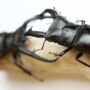 Giraffe Stag Beetle Collection Insect Bug Entomology Taxidermy Box Frame, thumbnail 2 of 5