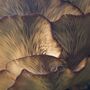 The Yorkshire Mushroom Emporium Experience For One, thumbnail 1 of 10
