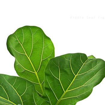 'Ficus Lyrata' Two Stem Fiddle Leaf Fig Houseplant, 5 of 5