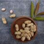 Peanut Plants, In 9cm Pots, thumbnail 1 of 4
