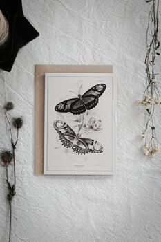 Set Of Four Butterfly Cards – Vintage Illustration Mix, 7 of 12