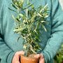 Olive Tree Plant Gift, thumbnail 1 of 7