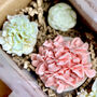 Wax Melt Flower Box Birthday Special Occasion, thumbnail 2 of 8