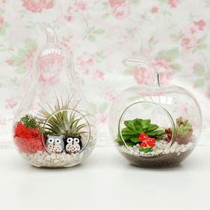 large glass apple terrarium