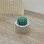 Round Barrel Cactus Candles Saguaro Cacti Candle Gift, thumbnail 9 of 10