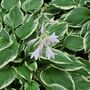 Hosta 'Fragrant Bouquet' One X One Litre Pot, thumbnail 3 of 4