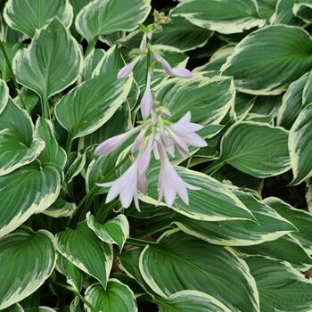 Hosta 'Fragrant Bouquet' One X One Litre Pot, 3 of 4