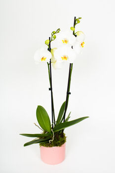 Phalaenopsis Orchid Plant With Ceramic Pot, 3 of 12