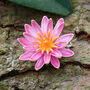 Water Lily Pink Flower Brooch, thumbnail 1 of 4