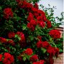 Climbing Rose 'Dublin Bay' Plant In Five L Pot, thumbnail 2 of 5