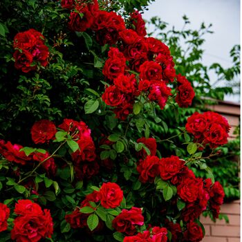 Climbing Rose 'Dublin Bay' Plant In Five L Pot, 2 of 5