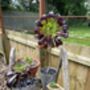 Aeonium Stem Support / Plant Support, thumbnail 11 of 11