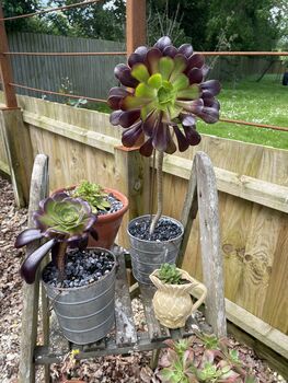 Aeonium Stem Support / Plant Support, 11 of 11