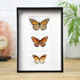 Myriad Monarch Trio Butterfly Box Frame / Entomology Taxidermy Insects Bug Moth Interior Design Home Decor Wall Hanging Gift Ornament, thumbnail 1 of 5