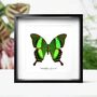 Emerald Swallowtail Butterfly Moth Insect Bug Entomology Taxidermy Box Frame, thumbnail 1 of 4