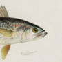 Vintage Fish Illustration Giclée Wall Art, thumbnail 5 of 5