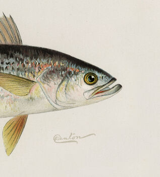 Vintage Fish Illustration Giclée Wall Art, 5 of 5