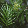 Parlour Palm Plant, Chamaedorea Elegans, Two X 9cm Pots, thumbnail 4 of 4