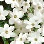 Fragrant Jasminum Officinale – Climbing Jasmine 3 L Pot, thumbnail 1 of 5
