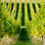 English Vineyard Experience For Two With Cheese, thumbnail 7 of 8