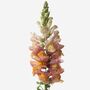 Honey Snapdragon Fresh Bouquet, thumbnail 3 of 4