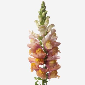 Honey Snapdragon Fresh Bouquet, 3 of 4