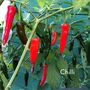 Mens Gardening Gloves And Grow Your Own Pizza Gardening Gift, thumbnail 8 of 8