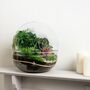 Large Terrarium Kit |'Zagreb', thumbnail 5 of 12