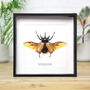 Five Horned Rhinoceros Beetle Insect Bug Moth Box Frame Entomology Taxidermy Interior Design Modern Home Decor Wall Hanging Gift Ornament, thumbnail 1 of 3