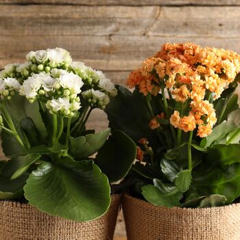 Flowers Kalanchoe 'Mixed' Six X Plants In 6cm Pots, 2 of 5