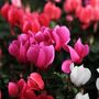 Cyclamen 'See Why' Four X Plant Pack, thumbnail 1 of 5
