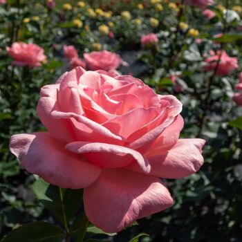 Valentine's Day Pink Rose One Plant In Five Litre Pot, 3 of 4