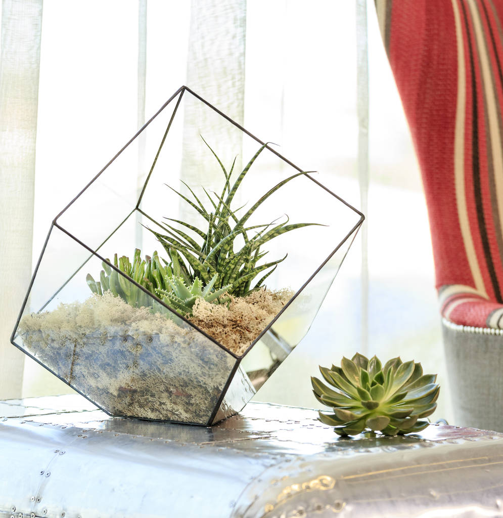 Image of Happy New Home Terrarium
