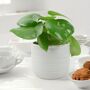Peperomia Raindrop Plant In 12cm Pot Indoor Houseplant, thumbnail 7 of 7
