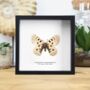 Large Keeled Apollo Insect Bug Moth Butterfly Box Frame Entomology Taxidermy Interior Design Modern Home Decor Wall Hanging Display Gift Ornament, thumbnail 1 of 3