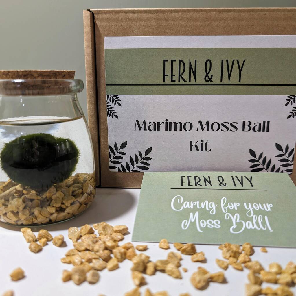 Marimo Moss Ball Kit By Fern & Ivy