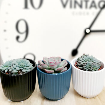 Set Of Three Small Succulents In Pots, 4 of 8