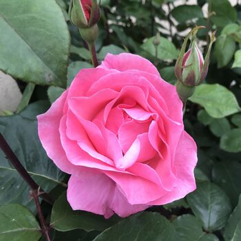 Rose Bush Plants, 'Mum In A Million', Plants In 3 L Pots, 3 of 4