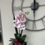 Large Pink Phalenopsis Orchid In Silver Fluted Bowl, thumbnail 9 of 9