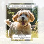 Personalised Pet Loss Dog Memorial Photo Slate, thumbnail 3 of 6