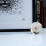Dandy Lion Limited Edition Print, thumbnail 3 of 4