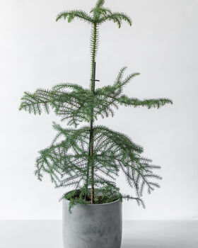 Norfolk Island Pine | Sustainable Christmas Tree, 4 of 5